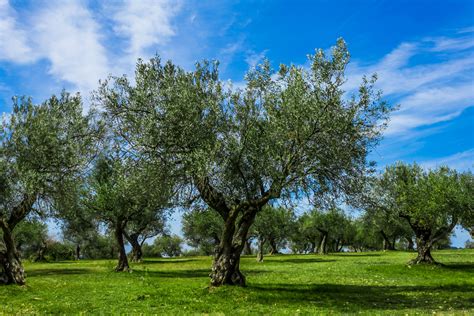 pics of olive trees